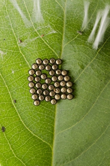 Prints of Stink bug eggs. Clutch of eggs laid on a leaf by a stink bug (Leptocorisa chinensis). Photographed in South China Images Dated 2012 October: Stink bug eggs Print