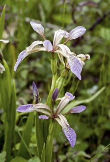 Images Dated 2008 January: Stinking iris Print, Braunton Burrows, Devon, UK