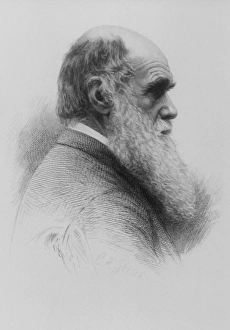 Stipple engraving of Charles Darwin as an old man Stipple engraving of Charles Darwin as an old man