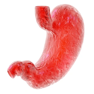 Stomach Anatomy Prints: Stomach, computer artwork