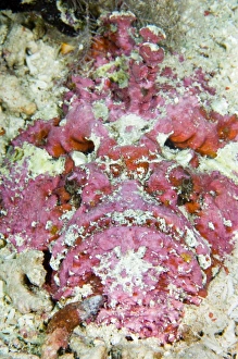 Southeast Asia Marine Life Prints: Stonefish