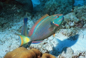 Coral Reef Marine Life Prints: Stoplight parrotfish