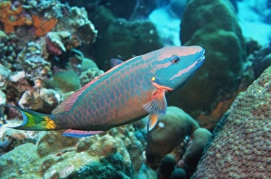 Stoplight parrotfish supermale Stoplight parrotfish supermale