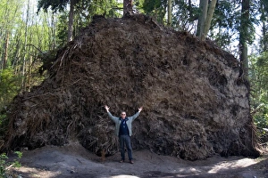 Prints of MODEL RELEASED. Storm damage. Man standing by the root mound of an ancient Douglas fir tree (Pseudotsuga menziesii) in Stanley Park, Vancouver, Canada Images Dated 2007 September: Storm Damage Print: Uprooted Tree in Stanley Park