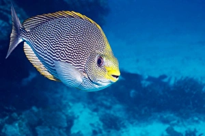 Andaman Sea Fish Prints: Streaked spinefoot fish