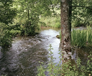 Wiltshire Landscape Prints: Stream