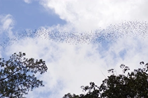 Prints of Stream of bats (order Chiroptera) flying out of Deer Cave at Mulu National Park, Sarawak Images Dated 2006 June: Bats Emerging from Deer Cave Print