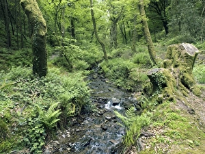 UK Countryside Scene Prints: Stream and woodland in Devon