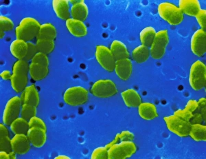 False-colour SEM of Streptococcus pneumoniae bacteria Print