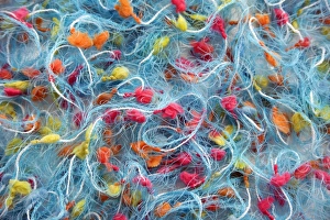 Prints of String. Tangled threads of string Images Dated 2007 November: String String Print: Tangled Threads of Twisted Fibre