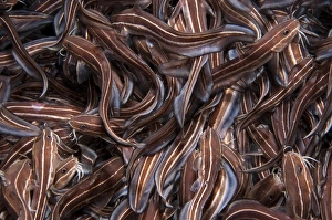Mediterranean Sea Fish Prints: Striped Catfish