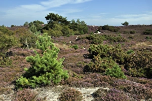 Images Dated 30th March 2012: Studland Heath Print, Dorset Landscape