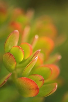 Succulent Plant Photos Prints: Succulent