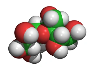 Computer-generated molecular model of sucrose Print