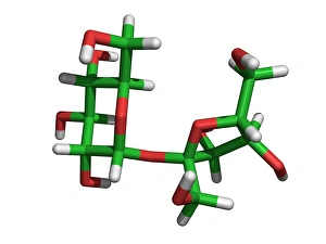 Prints of Sucrose. Computer-generated molecular model of sucrose (C12H22O11). Sucrose is composed of carbon (green), hydrogen (grey-white) and oxygen (red). Sucrose is a disaccharide (sugar) Images Dated 2004 March: Sucrose Molecule Print