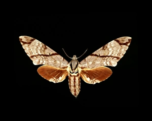 Hawk Moth Species Prints: Sumatran hawk moth