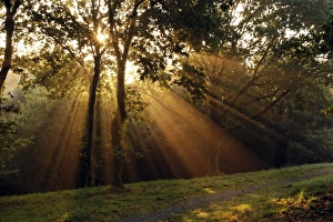 Prints of Sun beams. Sunlight shining through trees, creating crepuscular rays Images Dated 2010 January: Sunbeams Print: Crepuscular Rays through Trees