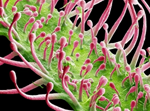 Sundew carnivorous plant leaf, SEM Sundew carnivorous plant leaf, SEM
