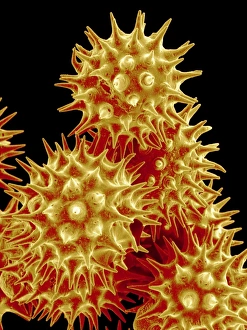 Sunflower pollen, SEM Sunflower pollen, SEM