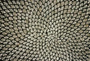Botanical Prints: Sunflower seed head Print (Helianthus annuus)