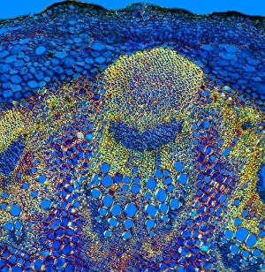 Vascular Bundle Structure Prints: Sunflower stem, light micrograph