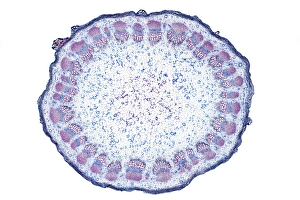 Sunflower Stem Light Micrograph Print