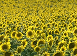 Loire Valley Landscape Prints: Sunflowers