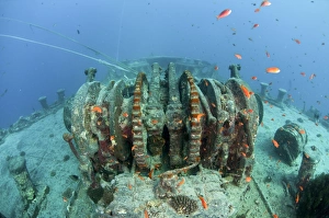 Images Dated 14th March 2011: Sunken Ship Wreck Print, 35mm Underwater Photography