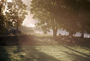 Nature Photography Sweden Prints: Sunrise through trees