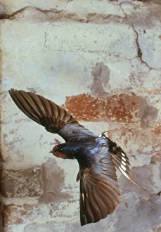 Birds In Flight Stock Photos Prints: Swallow in flight
