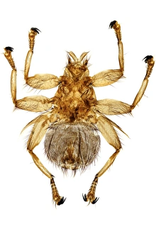 Light Microscopy Images Prints: Swallow fly, light micrograph