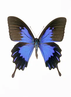 Swallowtail butterfly (Papilio ulysses telegonus) Print