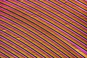 Light Microscopy Images Prints: Swan feather, light micrograph