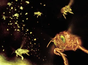 Images Dated 2007 January: Swarm of bees Print