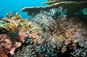 Reef Fish Species Prints: Sweeper fish