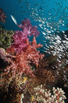Soft Coral Prints: Sweeper fish and soft corals