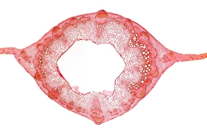Prints of Sweet pea stem. Light micrograph of a section through the hollow stem of a sweet pea (Lathyrus odoratus) plant, showing a ring of vascular bundles Images Dated 2012 January: Sweet pea stem Print, x5 magnification