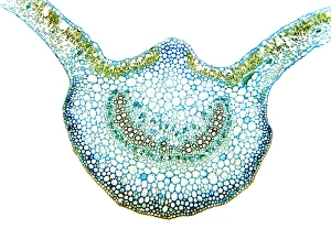 Vascular Bundle Structure Prints: Sweet potato leaf, light micrograph