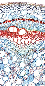 Framed Print : Sweet potato stem print, a light micrograph of a transverse section