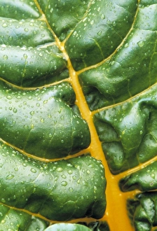Healthy Vegetable Options Prints: Swiss chard leaf