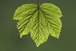 Spring Foliage Prints: Sycamore leaf