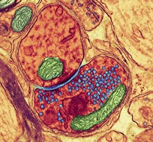 TEM Print of a Synapse Nerve Junction