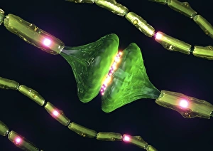 Neuron Communication Prints: Synapses, artwork