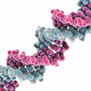 Nucleotide Base Pairs Prints: Synthetic DNA molecule