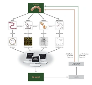 Prints of Systems biology. Flow chart showing various biology disciplines and how they are used in modelling living organisms Images Dated 2011 June: Systems Biology Print: A Flow Chart of Organism Study and Modelling