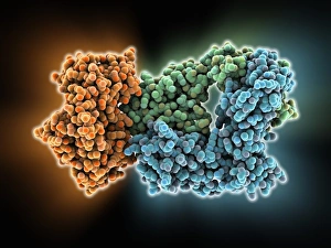 Staphylococcus Aureus Prints: T-cell receptor bound to enterotoxin