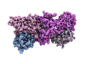 Prints of T-cell receptor - MHC complex Images Dated 2009 January: T-cell Receptor - MHC Complex Print