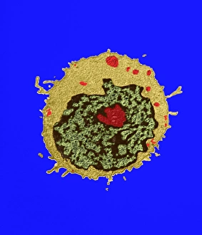 Coloured Transmission Electron Micrograph Prints: T-lymphocyte, TEM