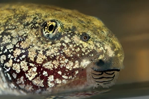 Images Dated 28th March 2013: Tadpole Eye Print