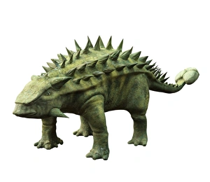 Armoured Dinosaurs Prints: Talarurus dinosaur